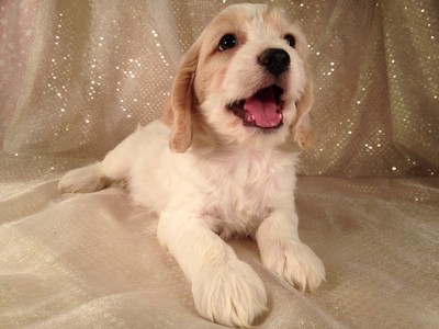White and best sale tan puppy